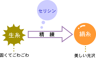 セリシンとは?